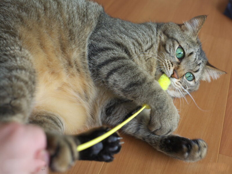 Tabby Cat Playing — Gray, Playful