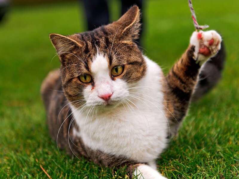 Tabby Cat Playing — Green, Playful, Afternoon, Photograph, Grass