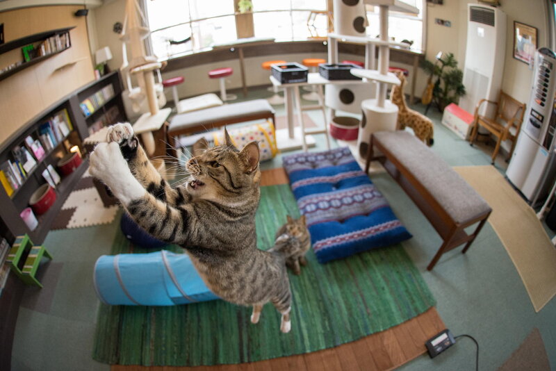 Tabby Cat Playing — Green, Playful, Afternoon, Photograph