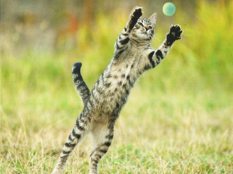 Tabby Cat Playing — Green, Playful, Afternoon