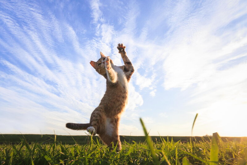 Tabby Cat Playing — Green, Playful, Sunset