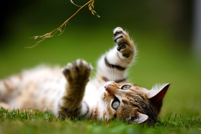 Tabby Cat Playing — Green, Playful