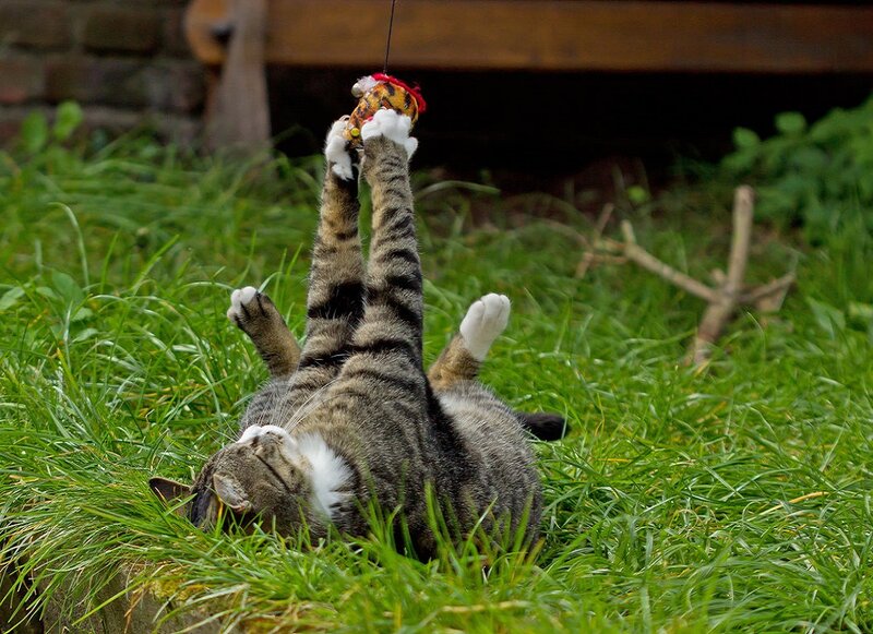 Tabby Cat Playing — Green