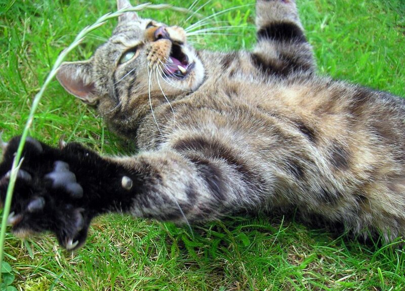 tabby cat playing in grass