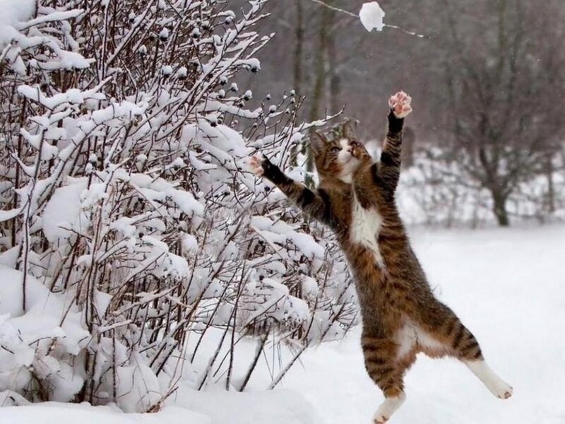 Tabby Cat Playing in Snow