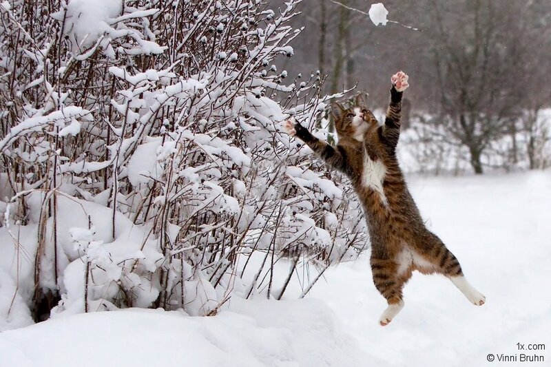 Tabby Cat Playing in Snow — White, Playful, Winter