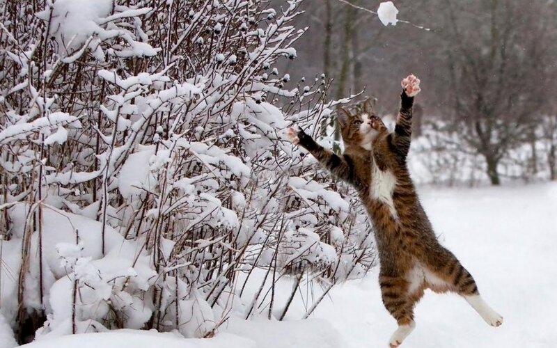 Tabby Cat Playing in Snow — White
