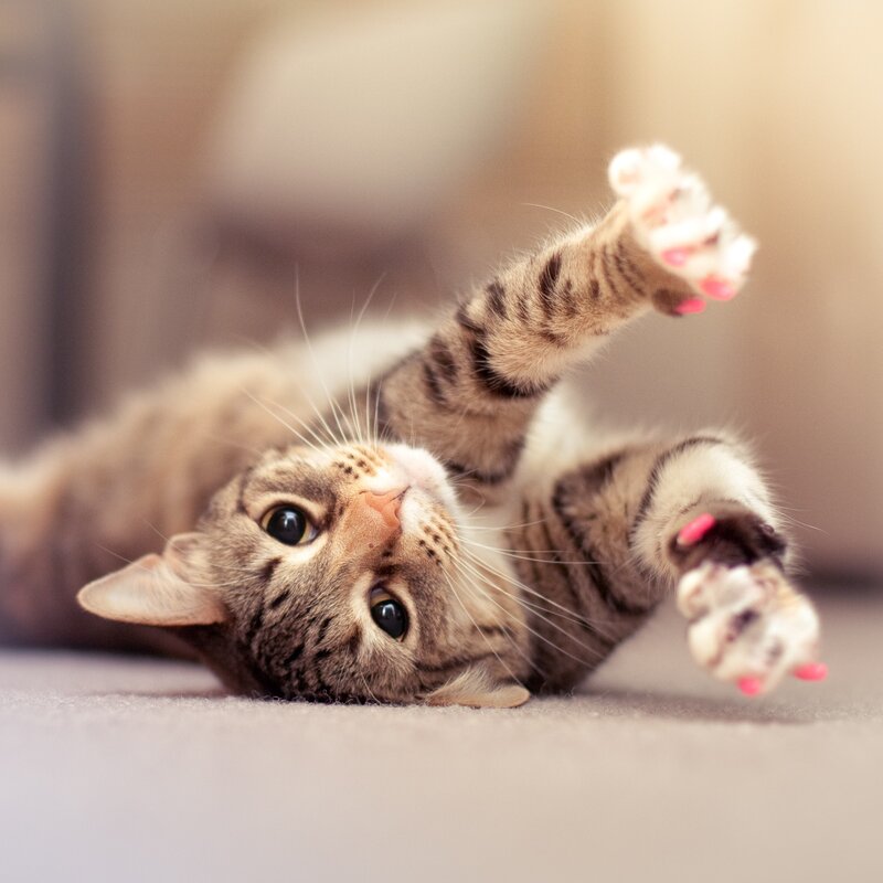 tabby cat playing on back