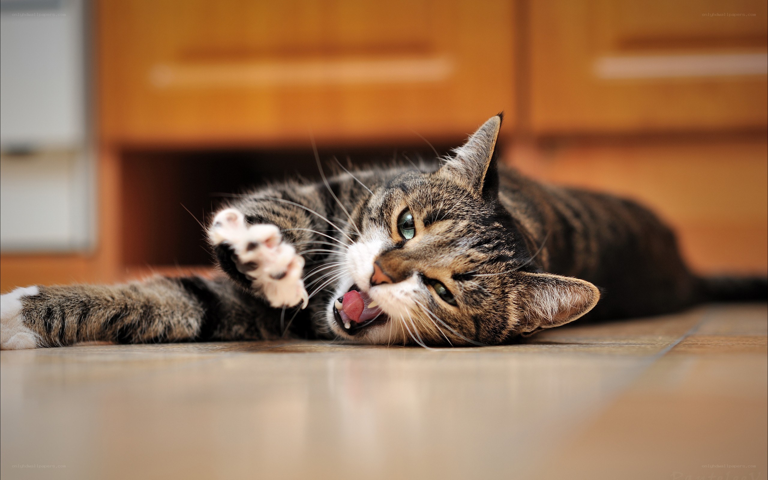 tabby cat playing on floor