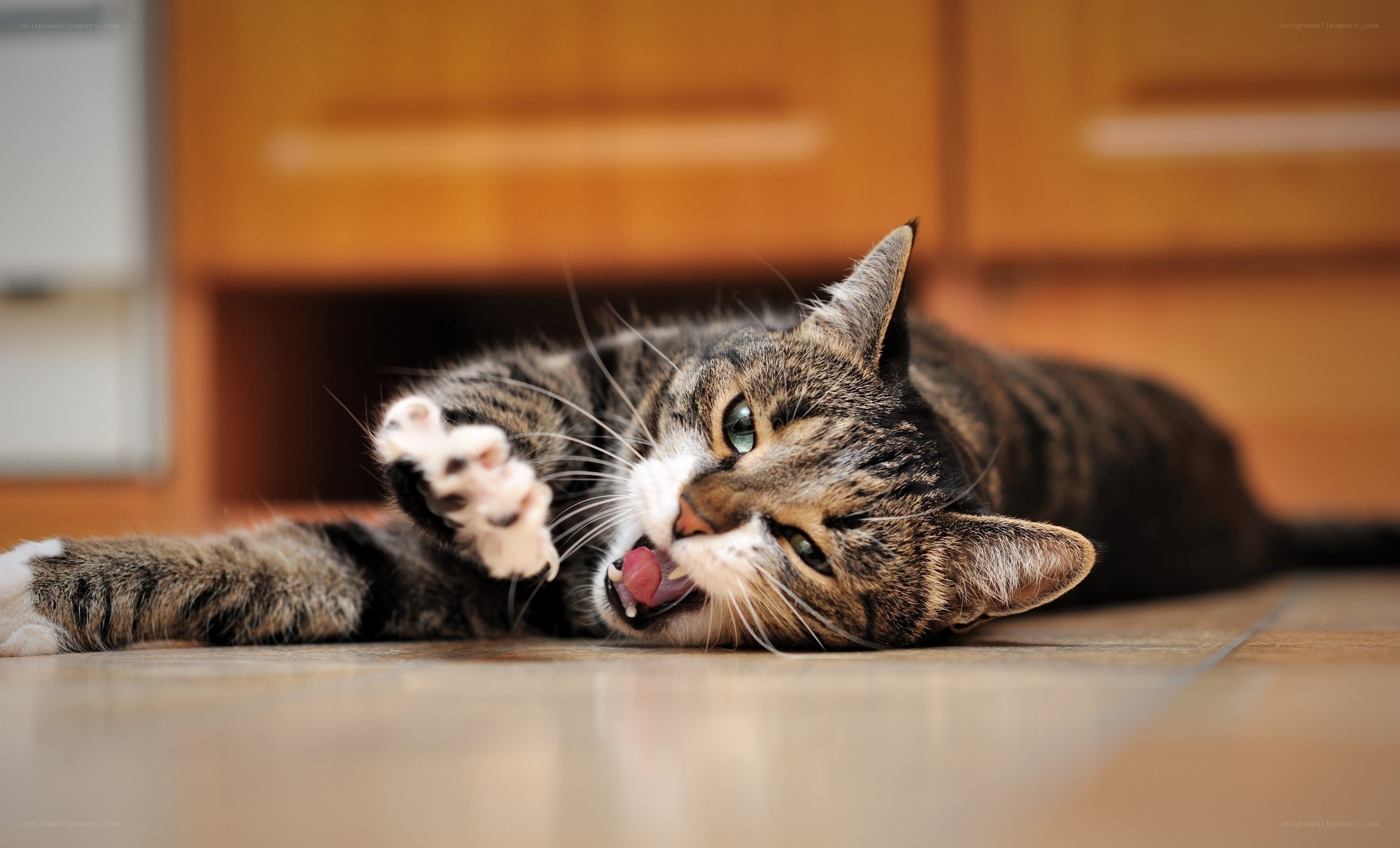 tabby cat playing on floor