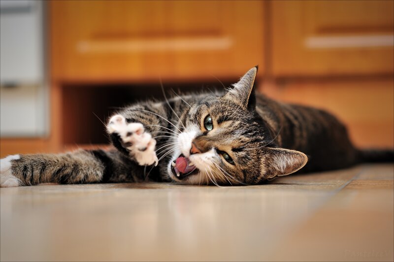tabby cat playing on floor
