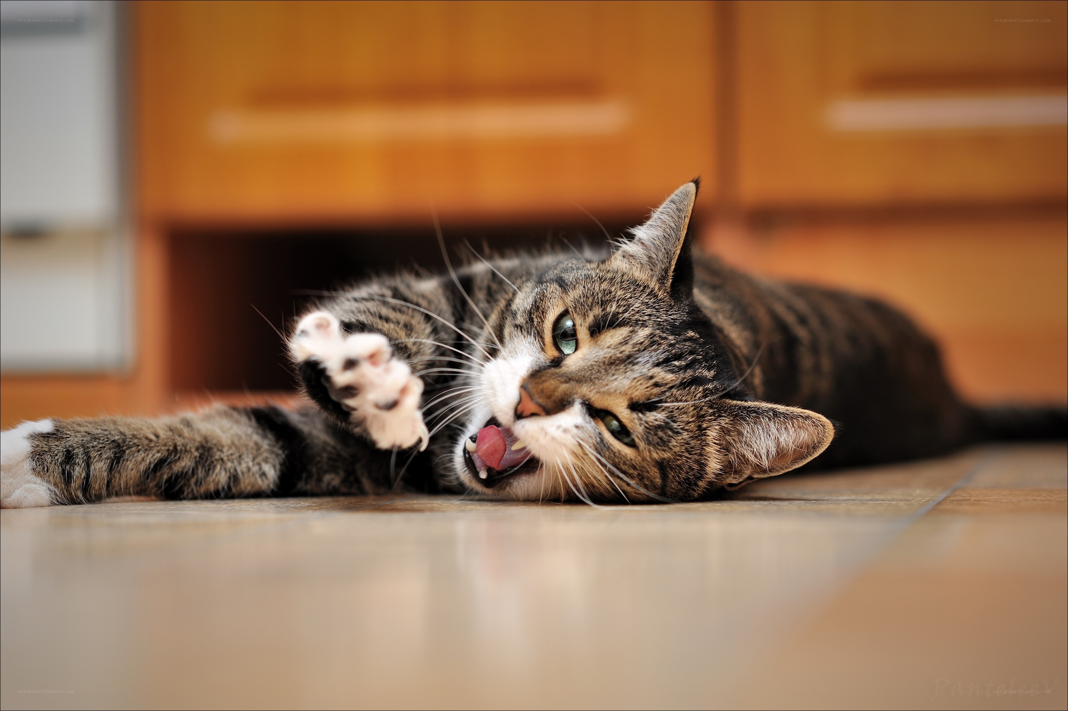 tabby cat playing on floor