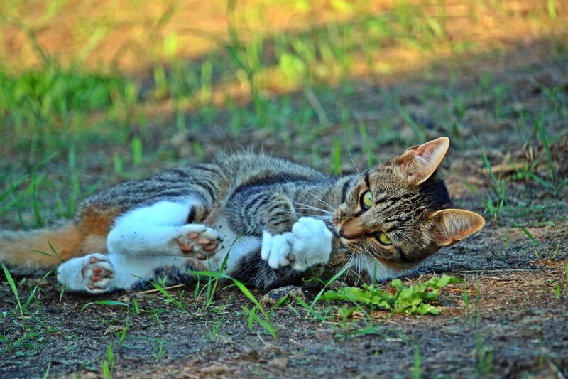 tabby cat playing outdoors