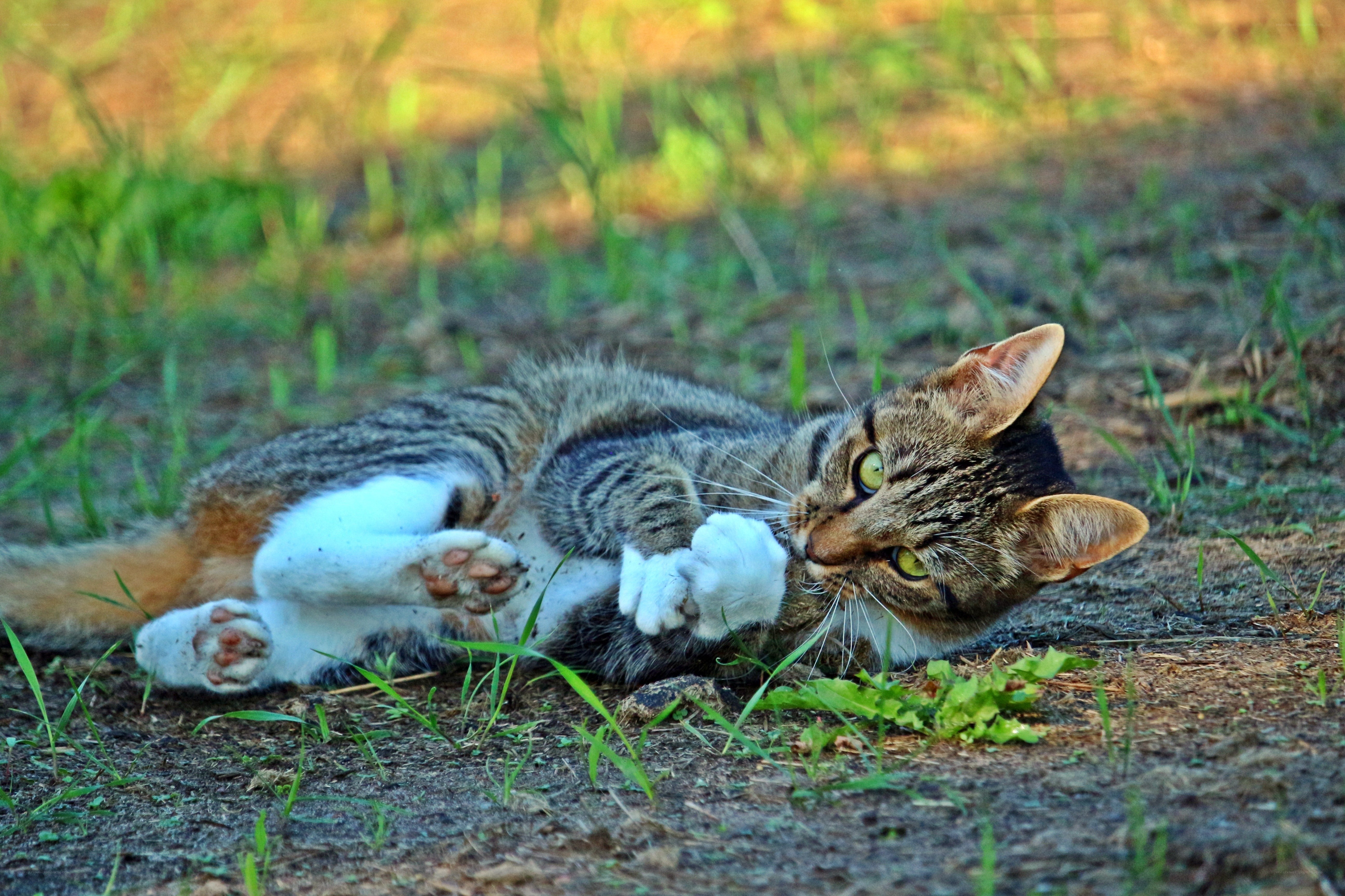 tabby cat playing outdoors