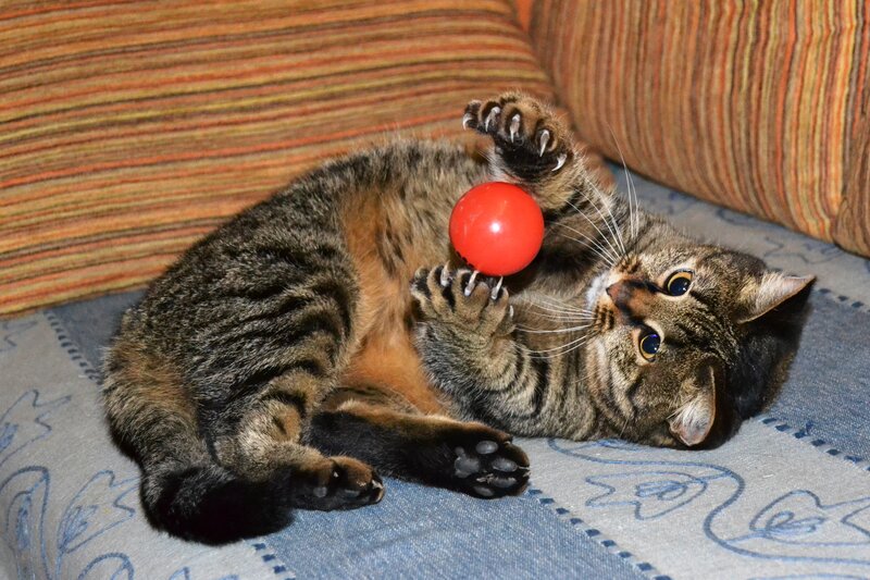 Tabby Cat Playing with Ball