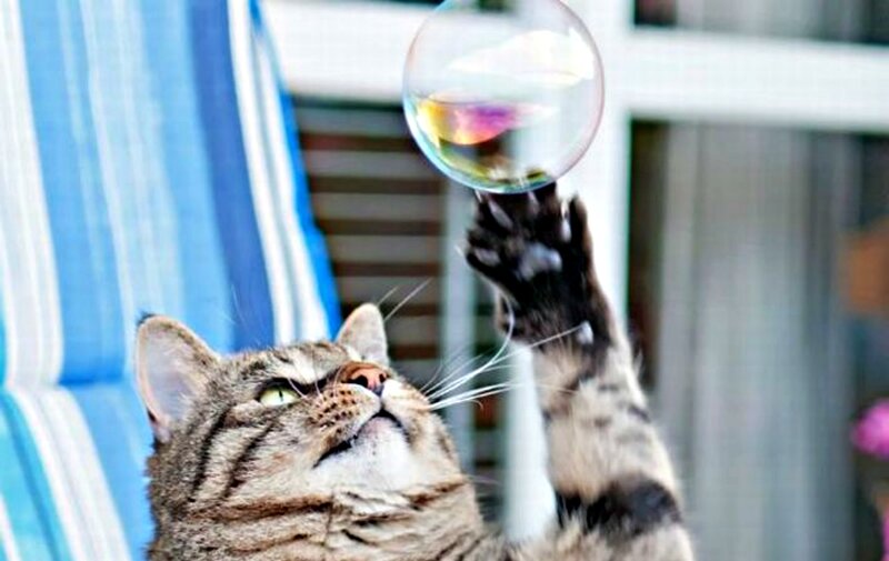 Tabby Cat Playing with Bubble