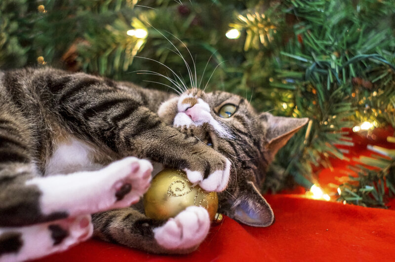 Tabby Cat Playing with Ornament