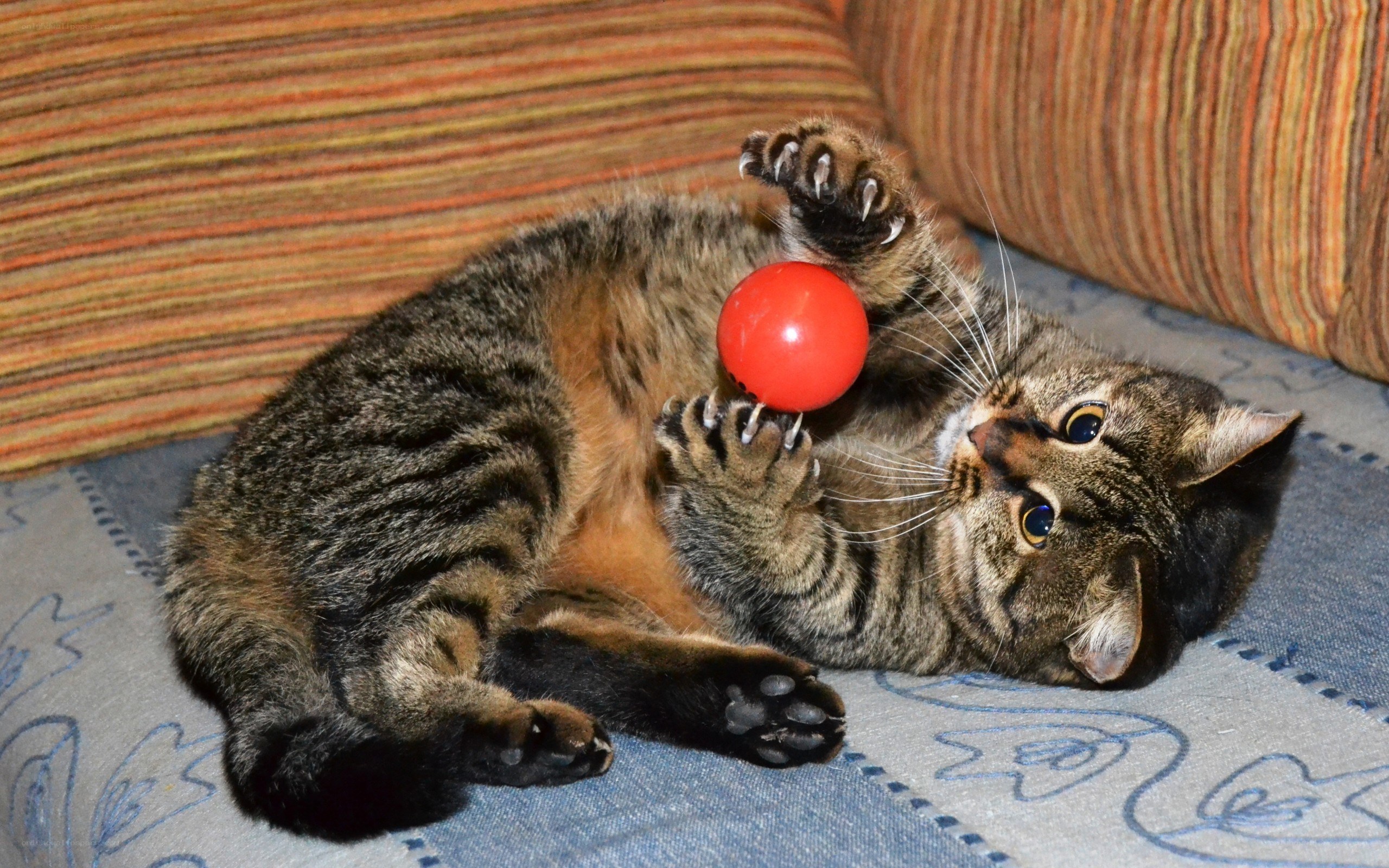 Tabby cat playing with red ball