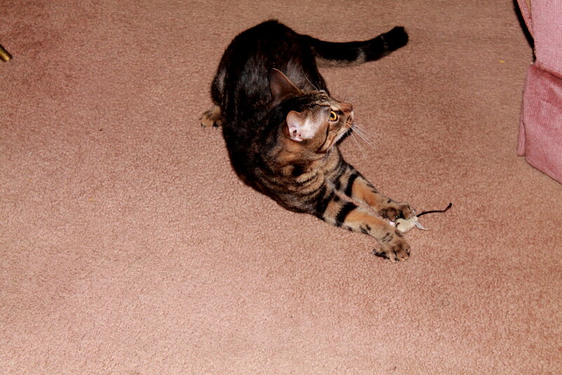 Tabby Cat Playing with Toy — Brown, Playful