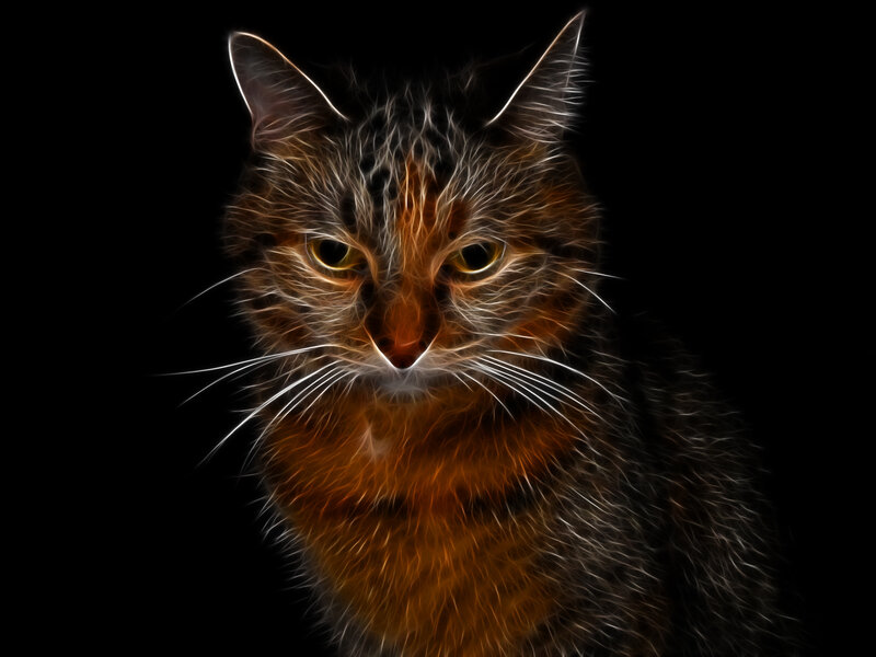 Tabby Cat Portrait — Black, Dramatic