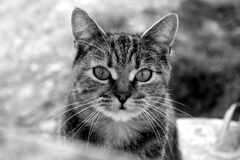 Tabby Cat Portrait — Black