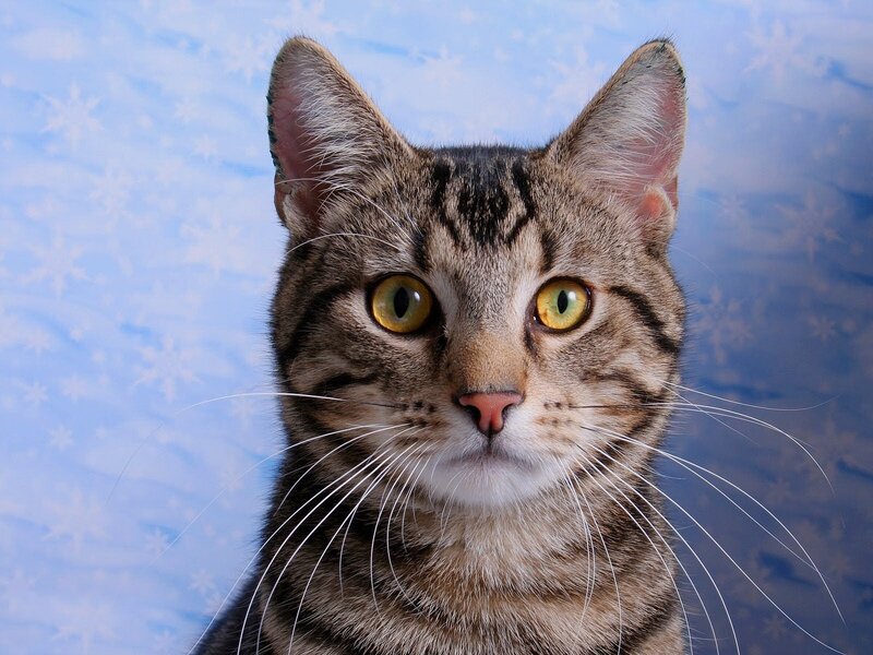 Tabby Cat Portrait — Blue