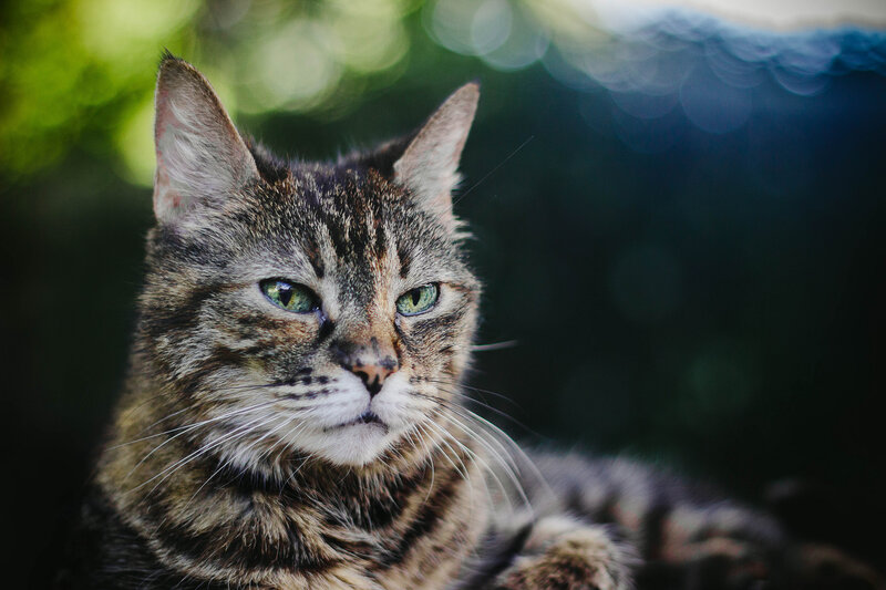 Tabby Cat Portrait — Brown, Calm, Afternoon