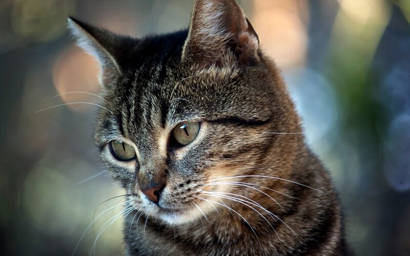 Tabby Cat Portrait — Brown, Calm, Photograph, Whiskers, Eyes, Ears