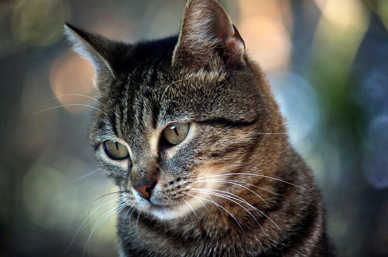 Tabby Cat Portrait — Brown, Calm, Photograph, Whiskers
