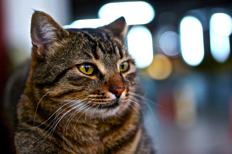 Tabby Cat Portrait — Brown, Calm, Photograph, Whiskers, Yellow Eyes