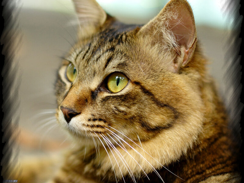 Tabby Cat Portrait — Brown, Calm