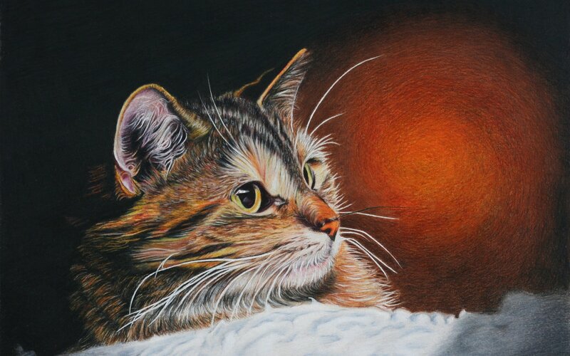 Tabby Cat Portrait — Brown, Dramatic, Illustration
