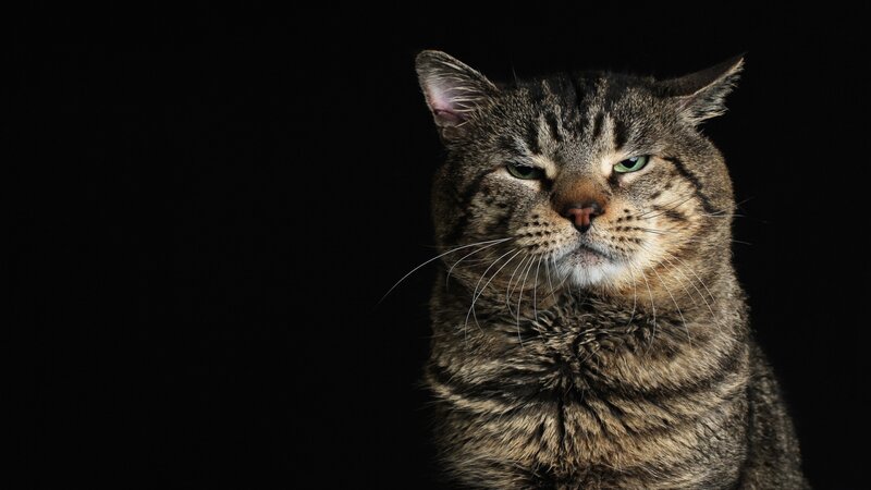 Tabby Cat Portrait — Brown, Dramatic, Photograph, Whiskers, Black Background