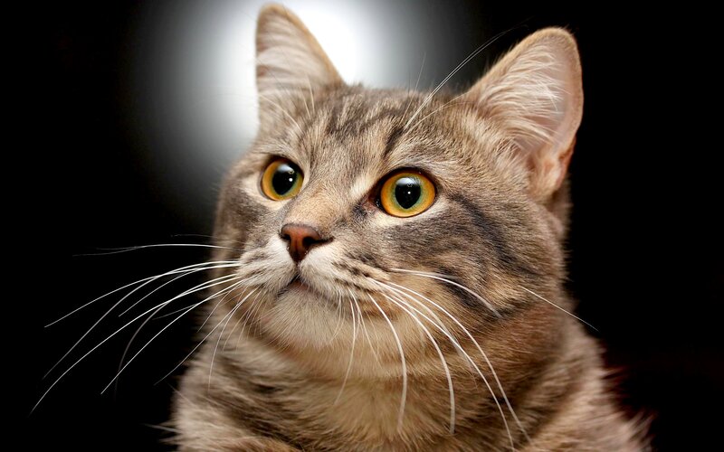 Tabby Cat Portrait — Brown, Dramatic, Photograph, Whiskers