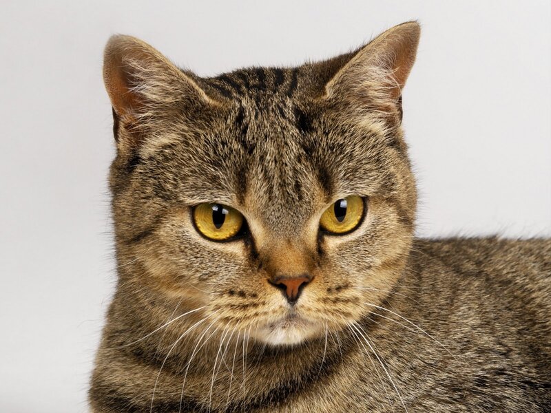 Tabby Cat Portrait — Brown, Neutral, Photograph