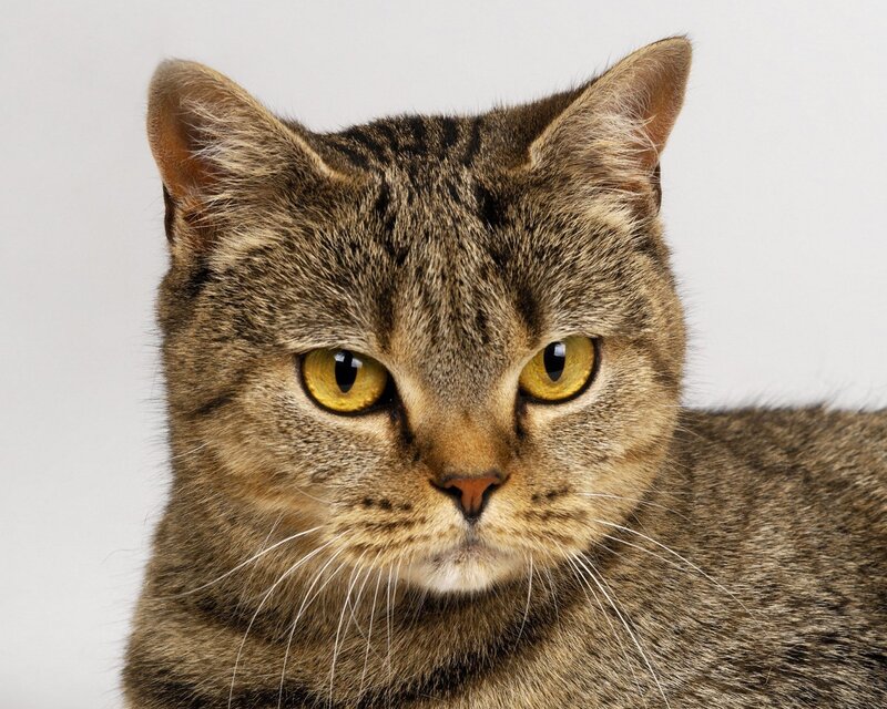 Tabby Cat Portrait — Brown, Neutral