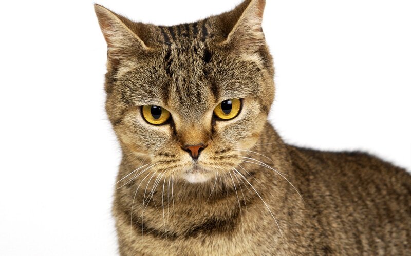 Tabby Cat Portrait — Brown