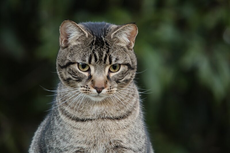Tabby Cat Portrait — Gray, Calm, Photograph