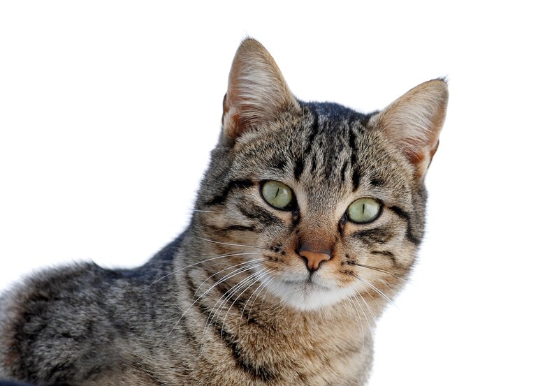 Tabby Cat Portrait — Gray, Calm