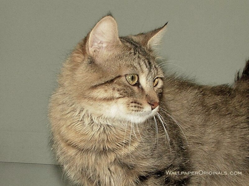 tabby cat portrait