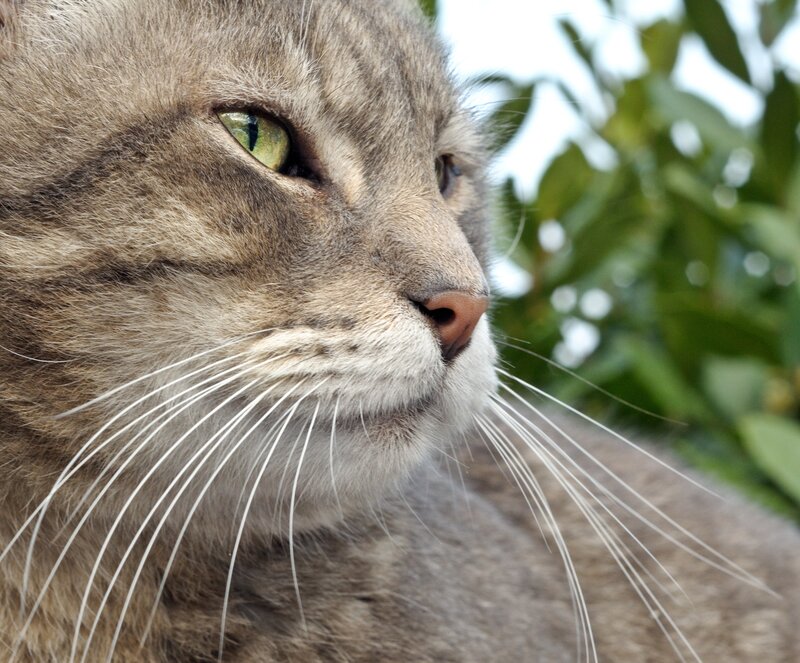 Tabby Cat Profile