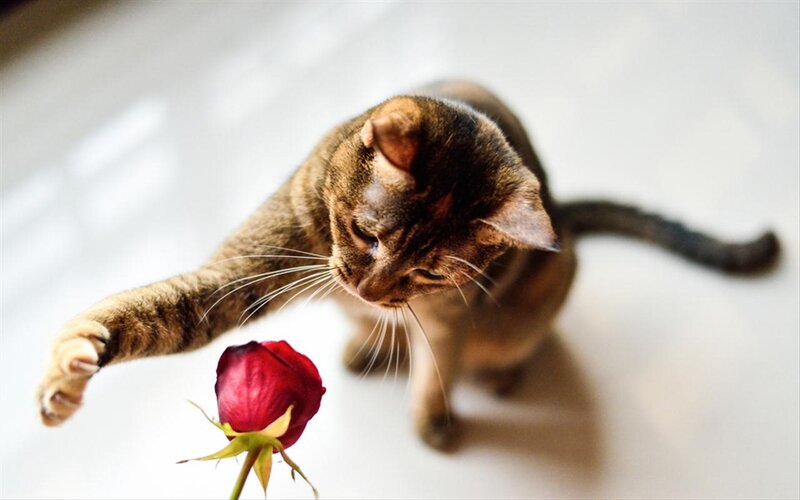 Tabby Cat Reaching for Rose