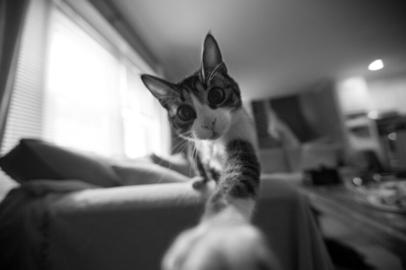 Tabby Cat Reaching Forward