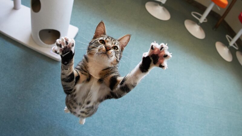 Tabby Cat Reaching Up
