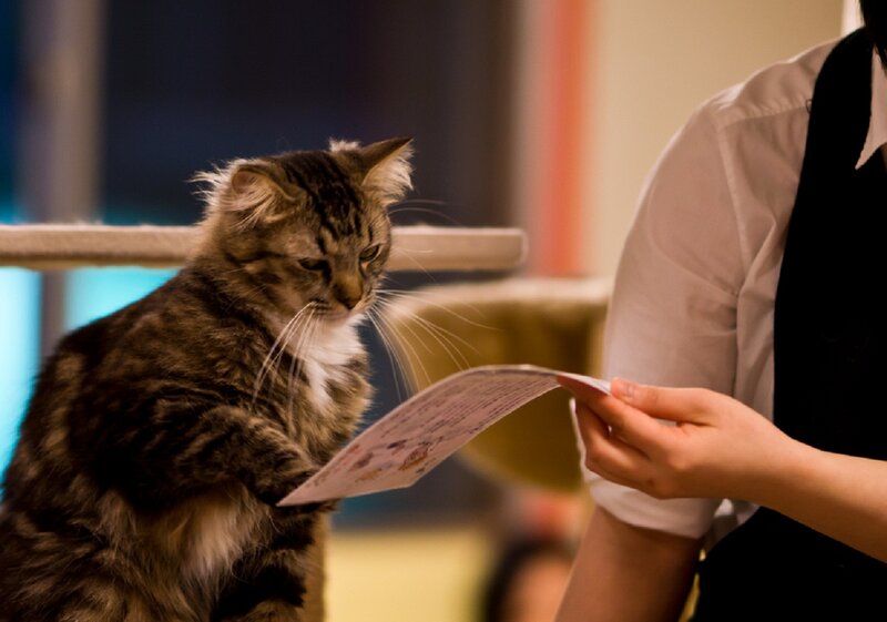 Tabby Cat Reading Menu