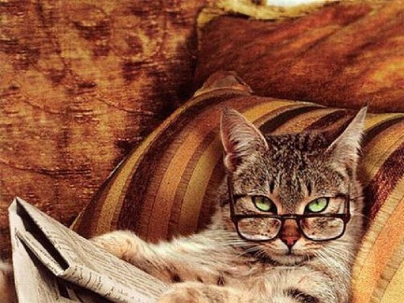Tabby Cat Reading Newspaper — Brown