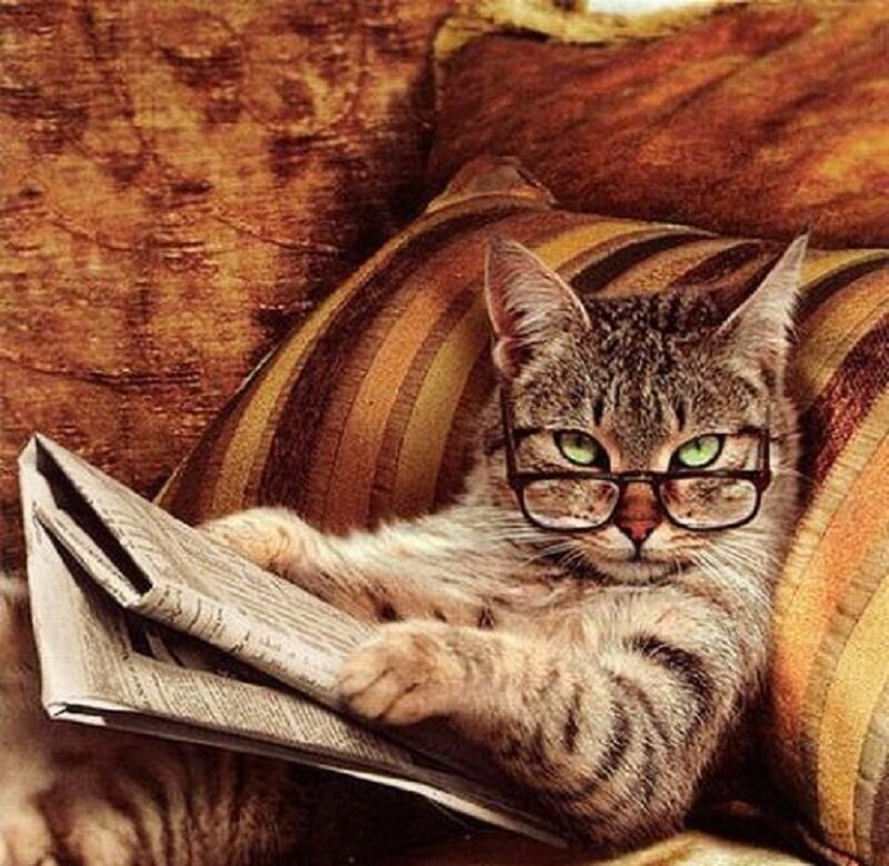 Tabby Cat Reading Newspaper