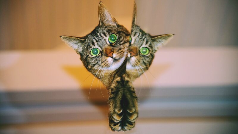 Tabby Cat Reflection