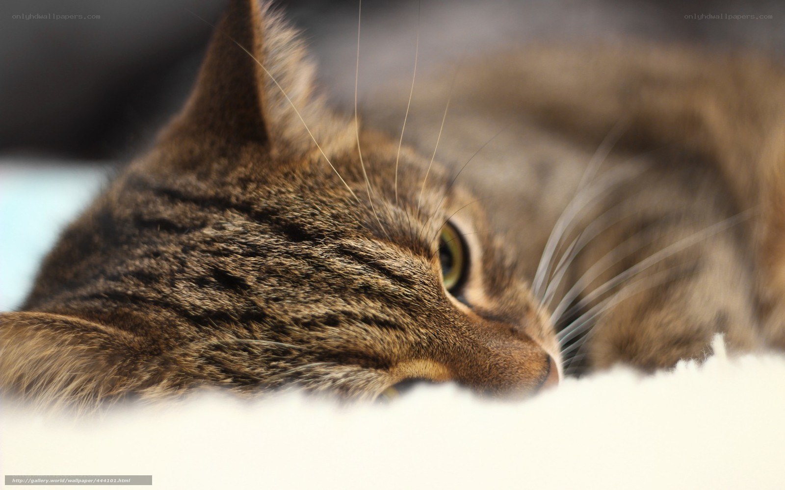 tabby cat resting