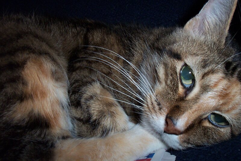 tabby cat resting